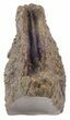 Rooted Triceratops Tooth - Montana #56475-2